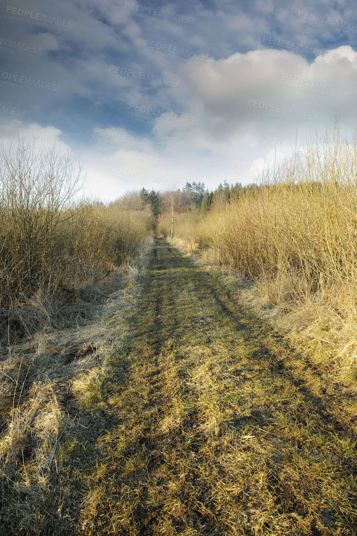 Buy stock photo Dirt road though swamp land in early spring. Swampy land and wetland against a cloudy blue sky in nature. Wet and muddy path through a field in the countryside, Denmark