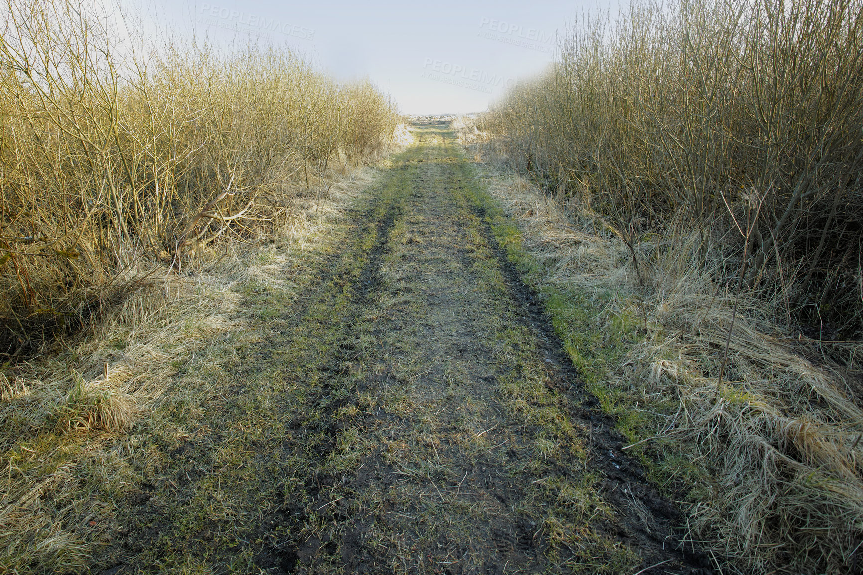 Buy stock photo Scenic view of a wet, muddy path leading through a swamp land in spring with overgrown reeds in the countryside. Swampy wetland with wild plants growing in nature. A dirt road in a remote Danish field