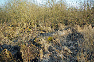 Buy stock photo Bushes of dry arid reeds on swamp of empty marshland in Denmark in early spring. Rural and remote landscape with background of dense uncultivated land. Weathered plants and shrubs in the wilderness