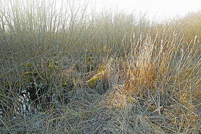 Buy stock photo Dry arid grass on swamp in empty marshland of Denmark in early spring. Rustic nature landscape and background of uncultivated wetland with reeds. Thorn bushes and shrubs overgrown on a field or veld