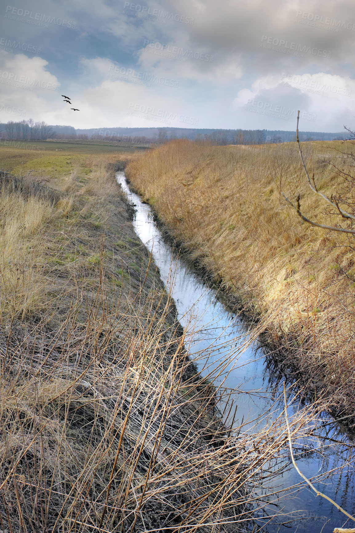 Buy stock photo Copyspace alongside a stream flowing through a wet farm on poorly drained soil in Jutland, Denmark, with birds flying in sky background. Rural landscape of a waterlogged riverbank in a swamp or marsh