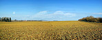 Farmland in early spring