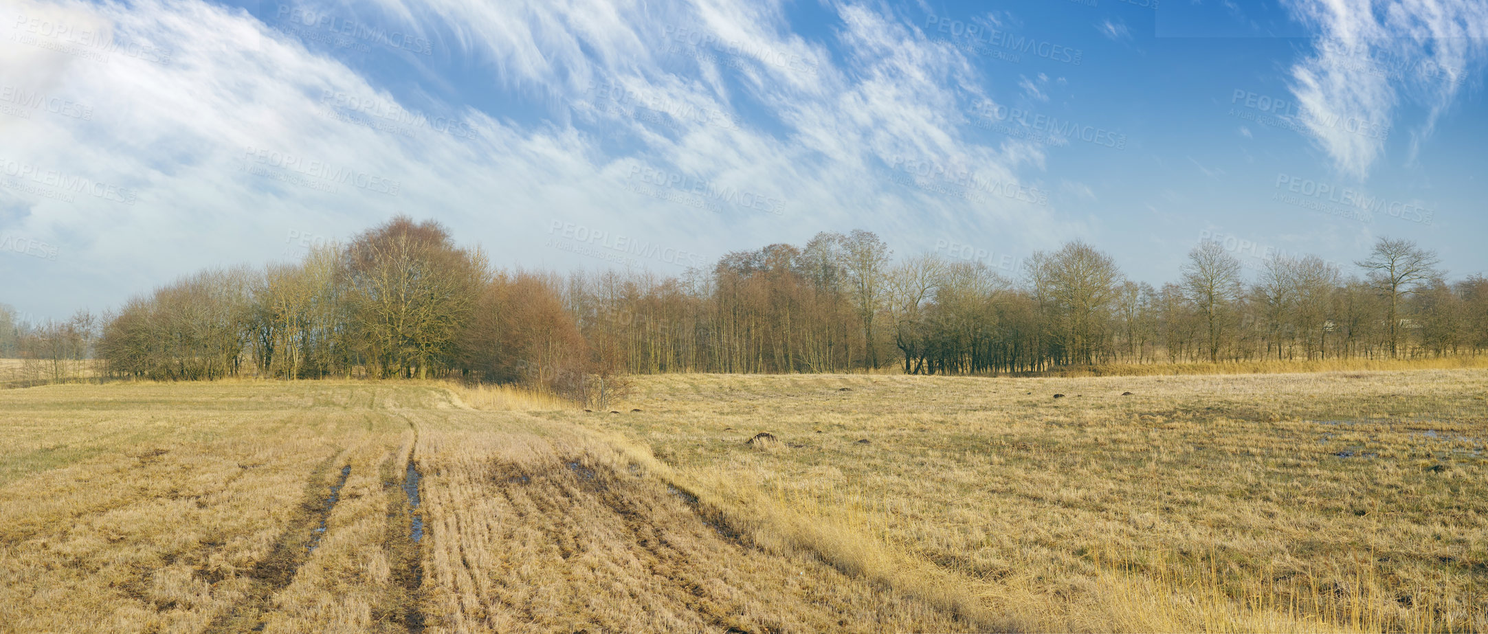 Buy stock photo Field of rural farm in spring in Jutland, Denmark, with cloudy blue sky background and copyspace. Wild trees growing on swamp land in the countryside on a sunny day. Scenic marshland and landscape