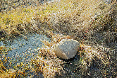 Buy stock photo Dry arid grass and big rock on a swamp riverbed in Jutland, Denmark. Rustic nature landscape and background of uncultivated marshland with reeds. Overgrown bushes and shrubs on an empty field or veld