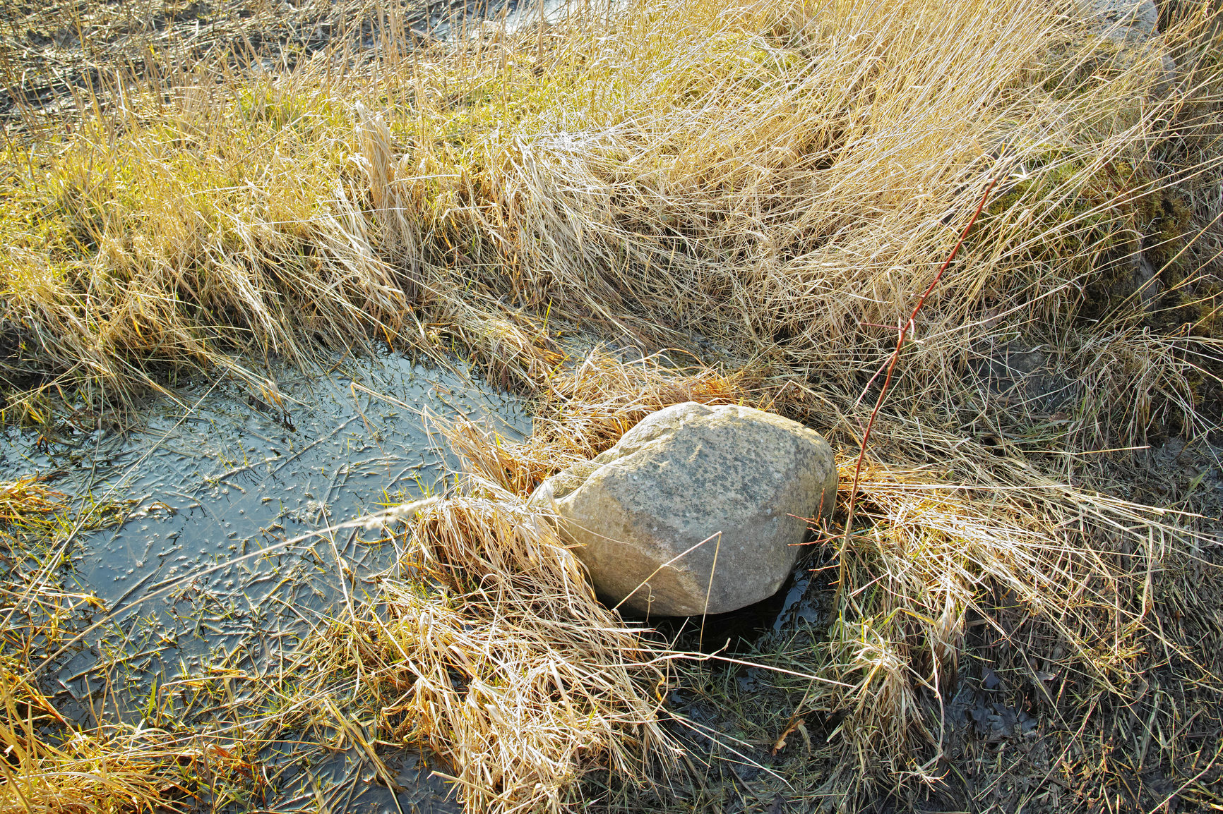 Buy stock photo Dry arid grass and big rock on a swamp riverbed in Jutland, Denmark. Rustic nature landscape and background of uncultivated marshland with reeds. Overgrown bushes and shrubs on an empty field or veld