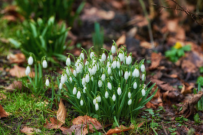 Buy stock photo Flowers, blossom and white snowdrop in garden with natural landscape, morning growth and calm environment. Spring, peace or nature with green leaves in backyard, countryside and floral plants in bush