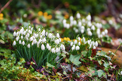 Buy stock photo Galanthus nivalis was described by the Swedish botanist Carl Linnaeus in his Species Plantarum in 1753, and given the specific epithet nivalis, meaning snowy (Galanthus means with milk-white flowers). This narrow-leaved snowdrop, with its delicate white hanging flowers, has become very popular in cultivation and is commonly planted in gardens and parks. It is now a familiar sight even in the British Isles and northern France where it is not native.
Snowdrops and their bulbs are poisonous to humans and can cause nausea, diarrhoea and vomiting if eaten in large quantities.