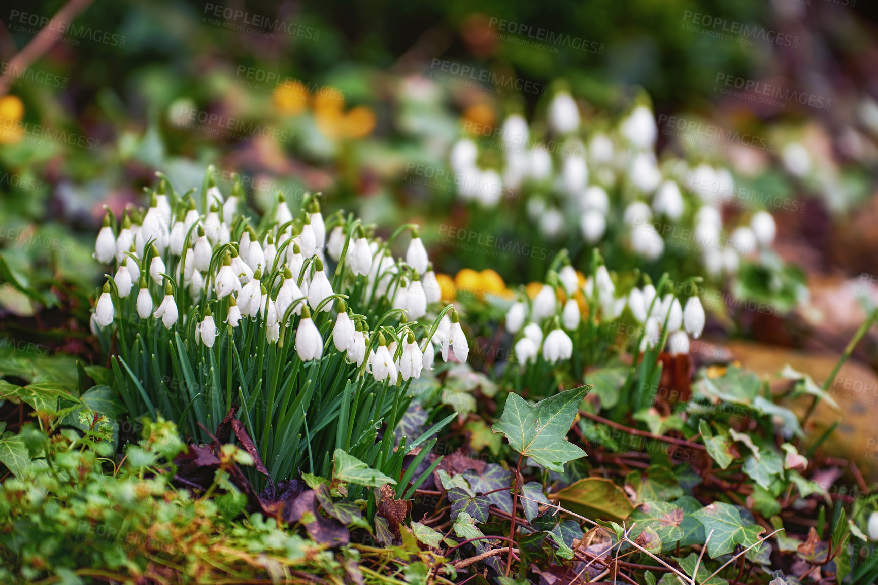 Buy stock photo Galanthus nivalis was described by the Swedish botanist Carl Linnaeus in his Species Plantarum in 1753, and given the specific epithet nivalis, meaning snowy (Galanthus means with milk-white flowers). This narrow-leaved snowdrop, with its delicate white hanging flowers, has become very popular in cultivation and is commonly planted in gardens and parks. It is now a familiar sight even in the British Isles and northern France where it is not native.
Snowdrops and their bulbs are poisonous to humans and can cause nausea, diarrhoea and vomiting if eaten in large quantities.