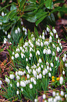 Common snowdrop - Galanthus nivalis 