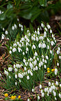 Common snowdrop - Galanthus nivalis 