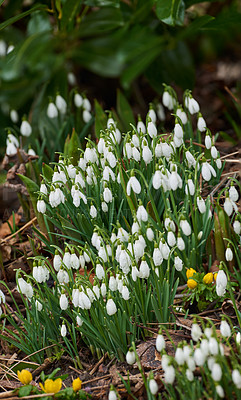 Buy stock photo Flowers, blossom and snowdrop in garden bush with natural landscape, morning growth or calm environment. Spring, peace or nature with floral leaves in backyard, countryside and plants on forest floor