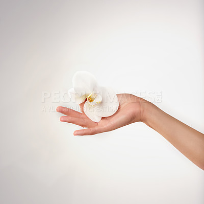 Buy stock photo Closeup studio shot of a woman's hands holding an orchid