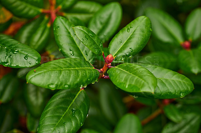 Buy stock photo Leaves, plant and rhododendron by closeup with growth, sustainability and evergreen in countryside. Spring, moisture and water drops for healthy flower in nature, garden and outdoor in North America