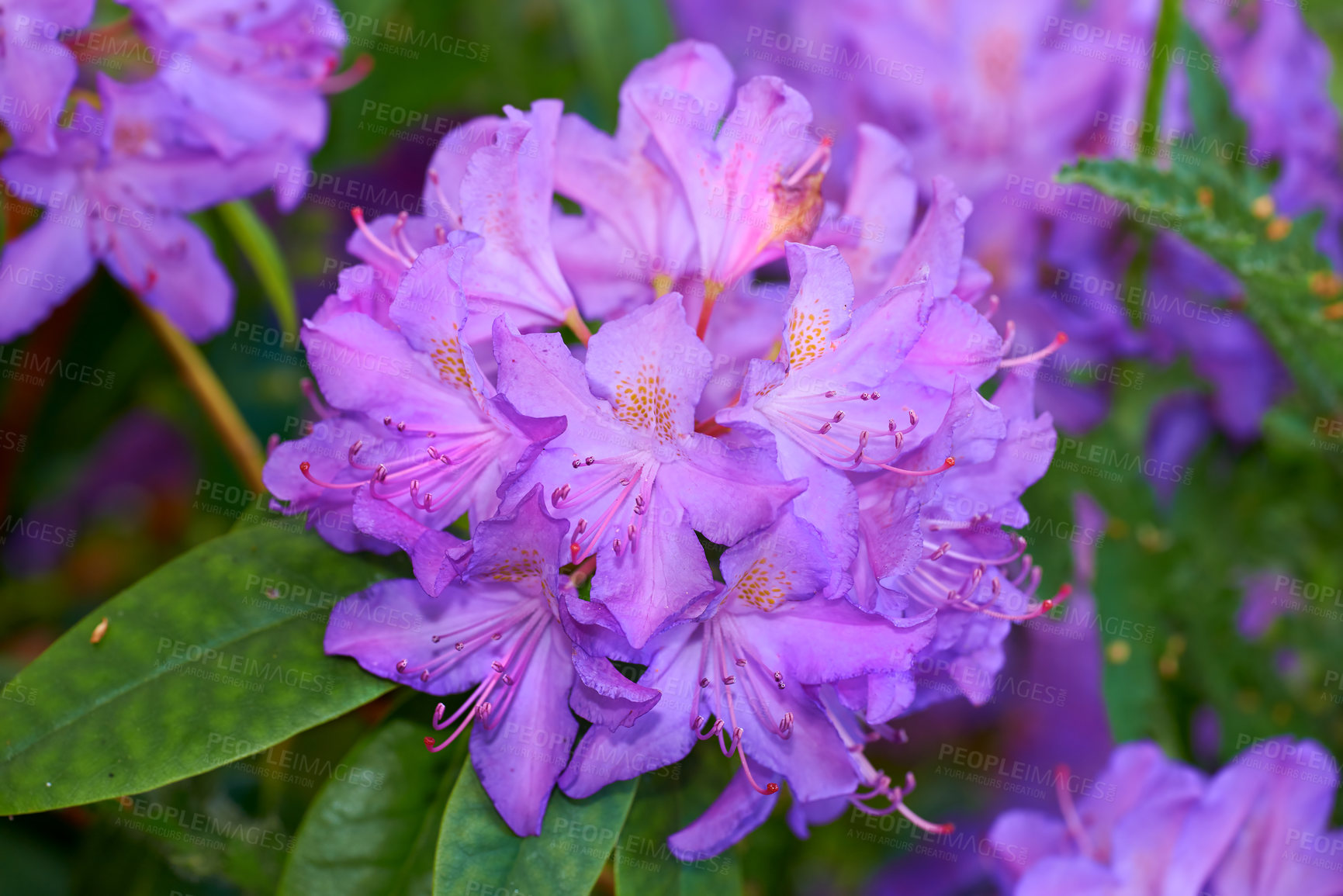 Buy stock photo Flowers, blossom and pink plants in garden with green leaves, morning growth and calm outdoor environment. Spring, botany and nature with wild floral bush in backyard, countryside or rural meadow