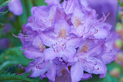 Buy stock photo Flowers, blossom and purple bush in garden with green leaves, morning growth and calm outdoor environment. Spring, botany and nature with wild floral plants in backyard, countryside or rural meadow