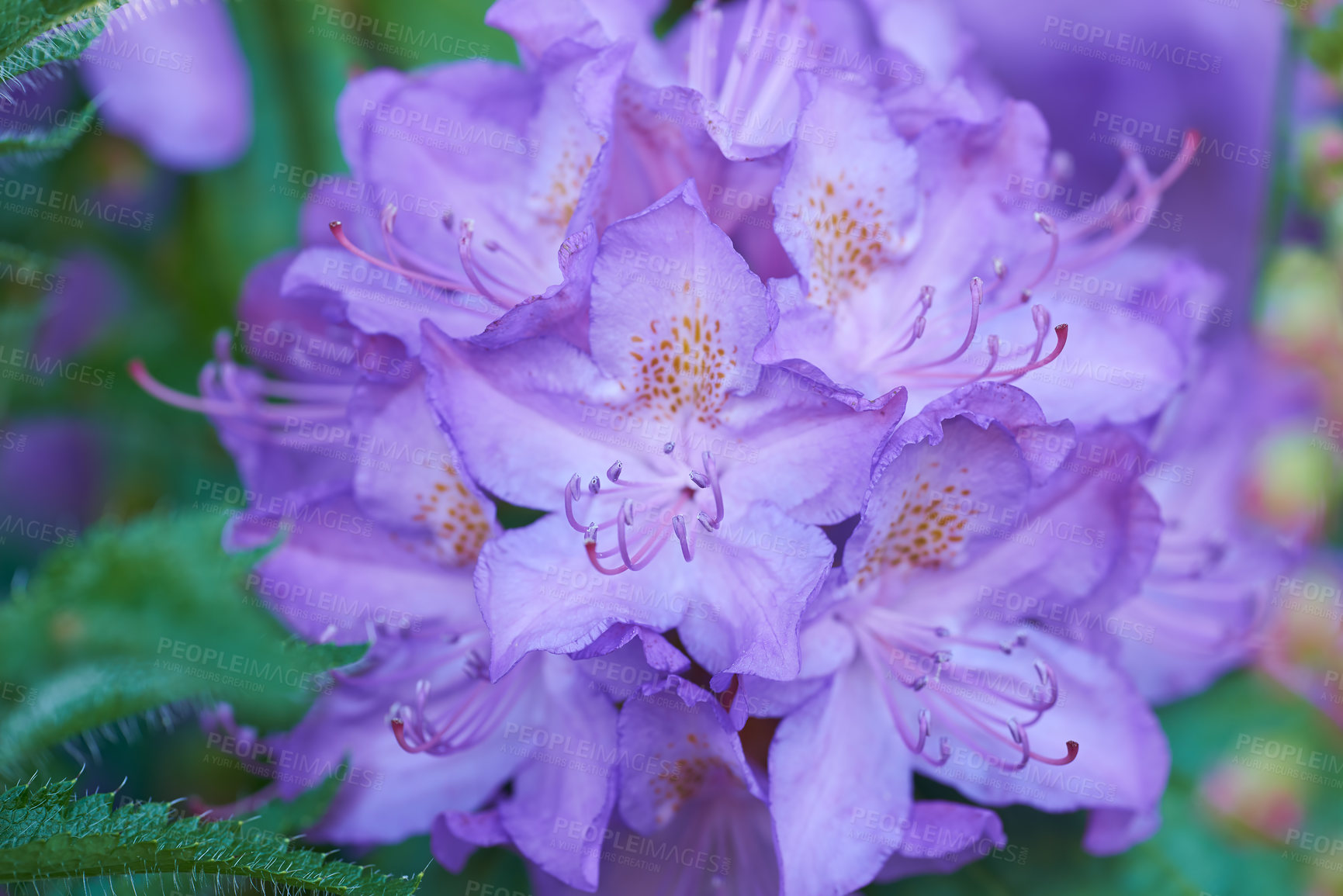 Buy stock photo Flowers, blossom and purple bush in garden with green leaves, morning growth and calm outdoor environment. Spring, botany and nature with wild floral plants in backyard, countryside or rural meadow