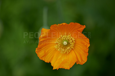 Buy stock photo Iceland Poppy. Papaver croceum, common name ice poppy, is a species of flowering plant in the family Papaveraceae