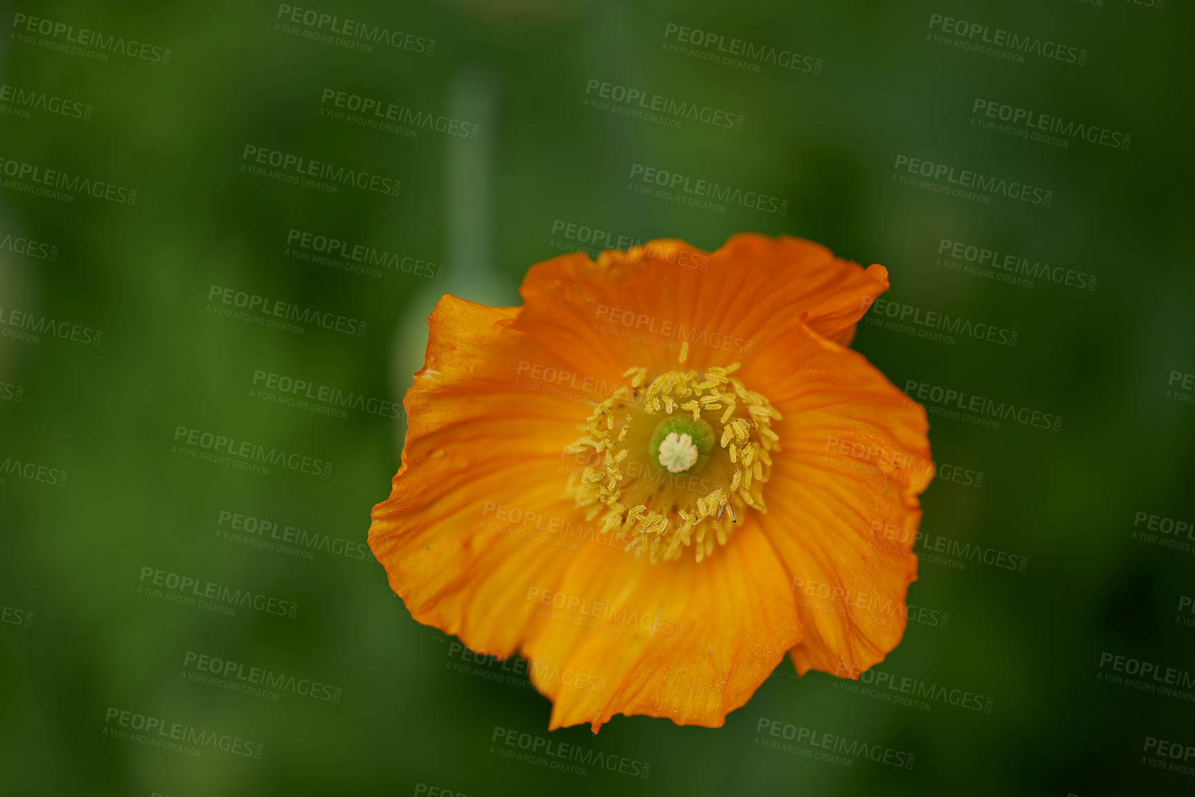 Buy stock photo Iceland Poppy. Papaver croceum, common name ice poppy, is a species of flowering plant in the family Papaveraceae