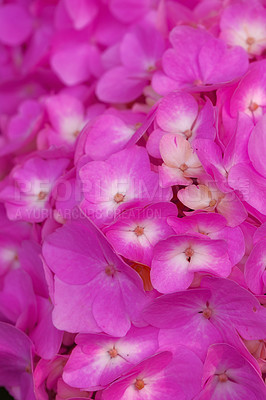 Buy stock photo Hydrangea is a genus of 70â??75 species of flowering plants native to southern and eastern Asia and the Americas. By far the greatest species diversity is in eastern Asia, notably China, Japan, and Korea