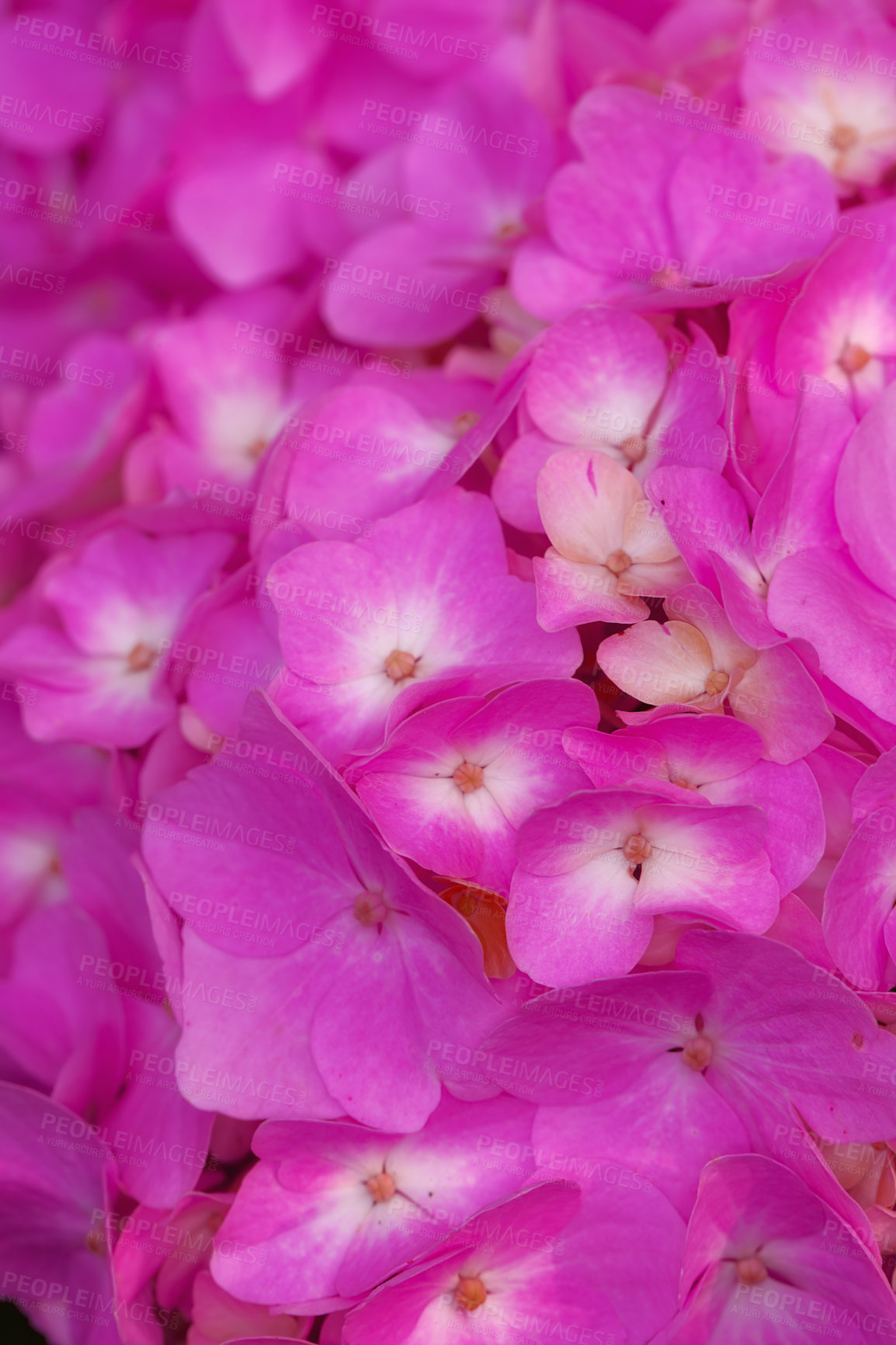 Buy stock photo Hydrangea is a genus of 70â??75 species of flowering plants native to southern and eastern Asia and the Americas. By far the greatest species diversity is in eastern Asia, notably China, Japan, and Korea