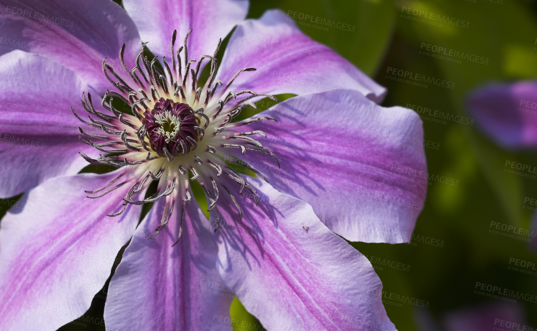 Buy stock photo Flowers, spring and purple buttercup in garden with sustainability, morning growth and calm environment. Blossom, peace and nature with clematis in backyard, countryside and floral plants in bush