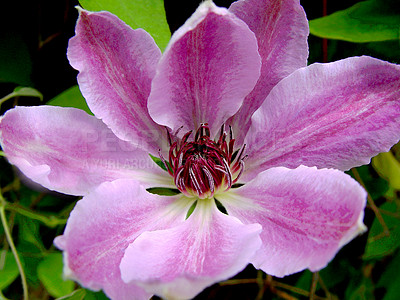 Buy stock photo Flowers, blossom and pink buttercup in garden with blue sky, morning growth and calm outdoor environment. Spring, peace and nature with clematis in backyard, countryside and floral plants in bush