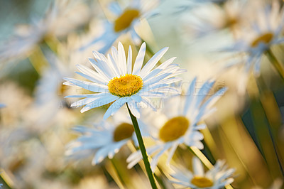 Buy stock photo Plants, flowers and daisies in garden for blossom growth in nature for floriculture. Outdoor, spring and seasonal floral bush with natural, color and fresh white chrysanthemum in park or field.