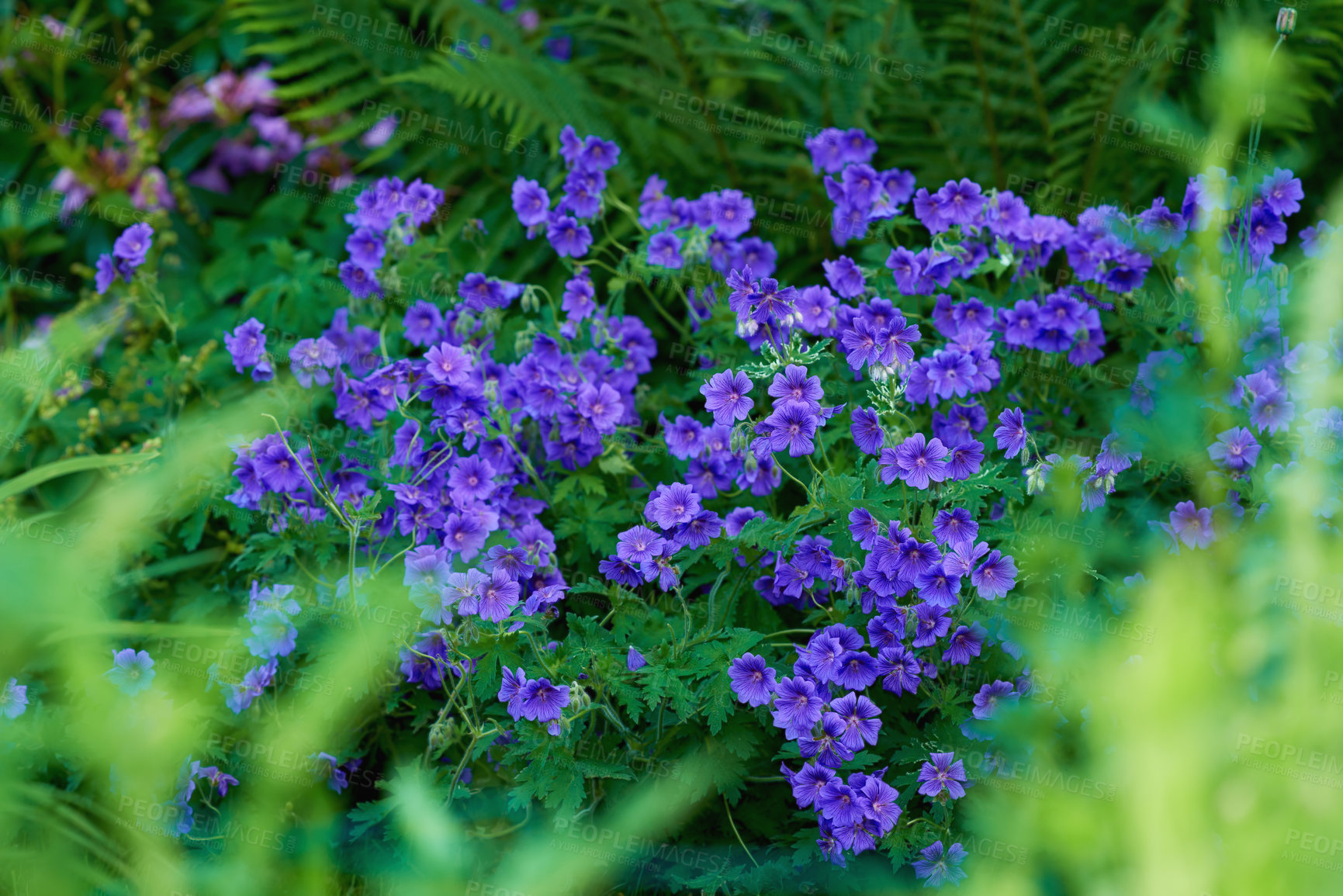 Buy stock photo Spring, blossom and purple flowers in garden with green leaves, morning growth and calm outdoor environment. Plants, peace and nature with geranium in backyard, countryside and floral bush in meadow