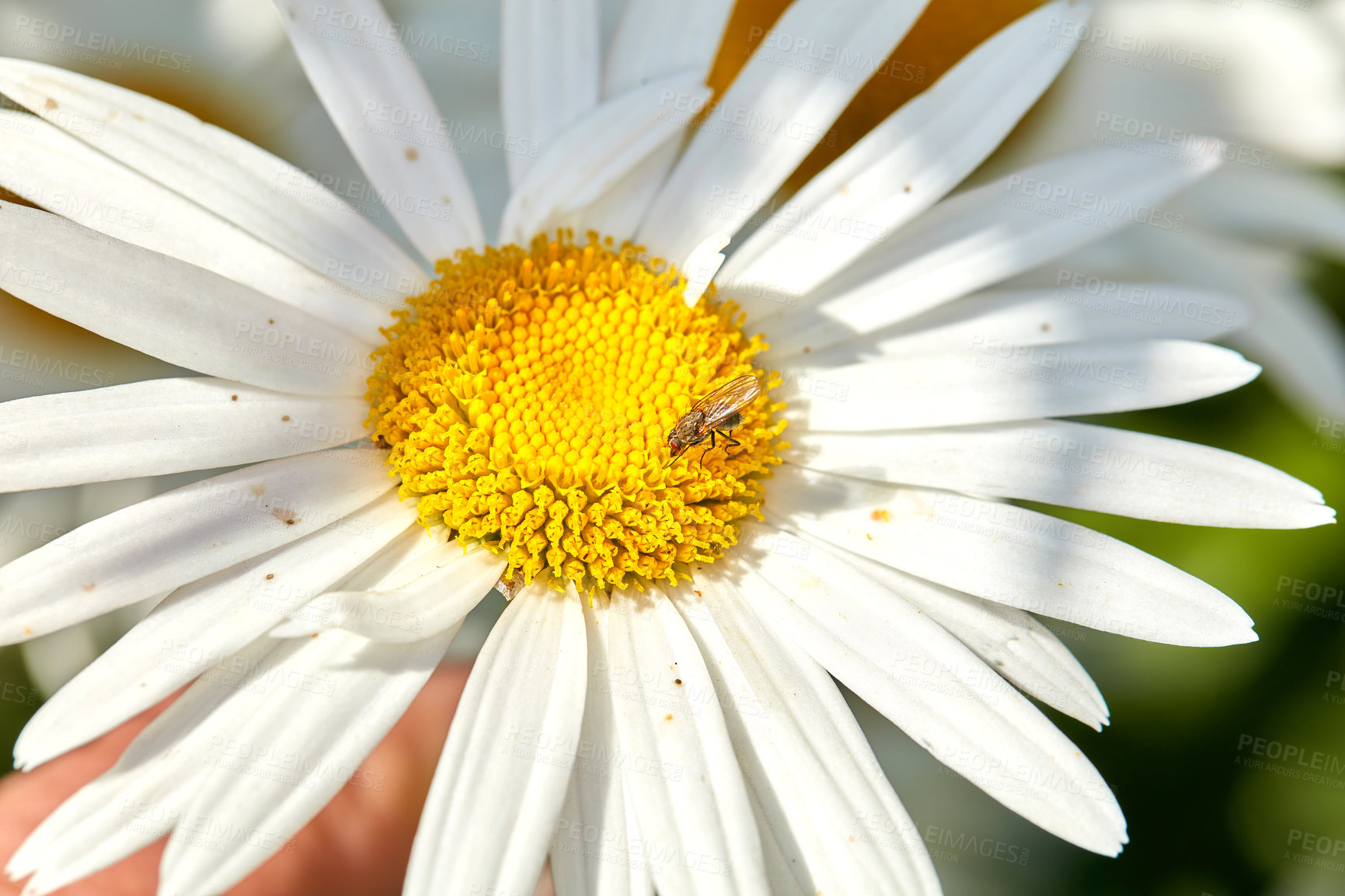 Buy stock photo Outdoor, flower and daisy in garden for blossom growth in nature for floriculture. Plants, spring and seasonal floral bush with natural, color and fresh white chrysanthemum in park or field.