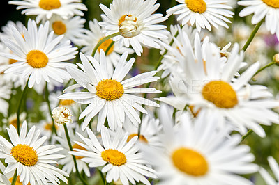 Buy stock photo Outdoor, flower and daisies in garden for blossom growth in nature for floriculture. Plants, spring and seasonal floral bush with natural, color and fresh white chrysanthemum in park or field.