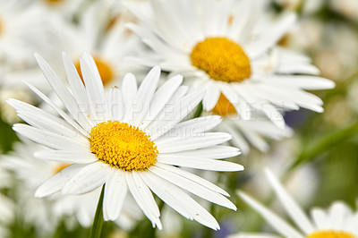 Buy stock photo Nature, flowers and daisies in garden for blossom growth outdoor for floriculture. Plants, springtime and seasonal floral bush with natural, color and fresh white chrysanthemum in park or field.