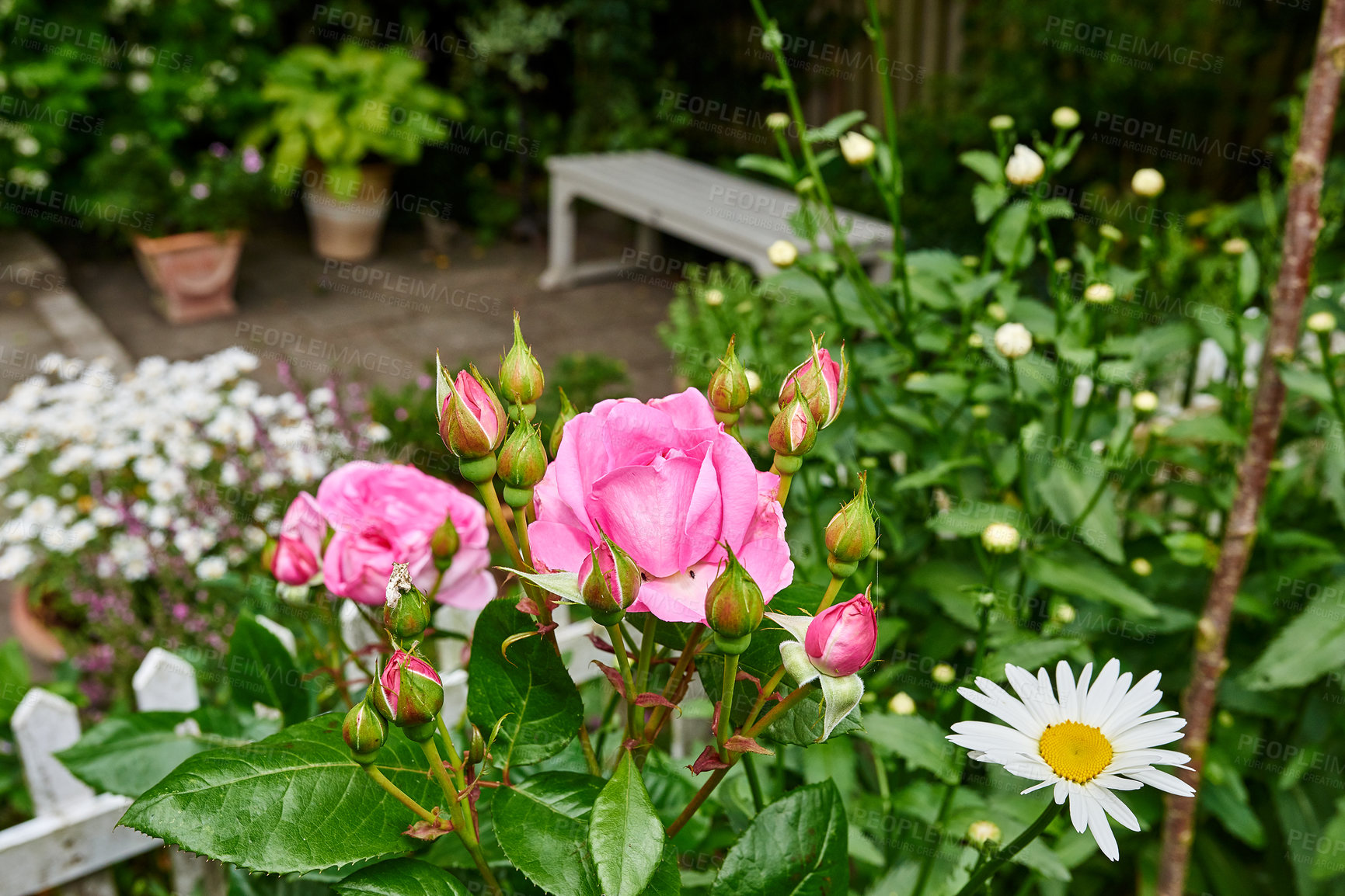 Buy stock photo Nature, flower and pink rose in garden for blossom growth outdoor for floriculture. Plants, spring and seasonal floral bush with natural, color and fresh hibiscus petals and daisies in park or field.