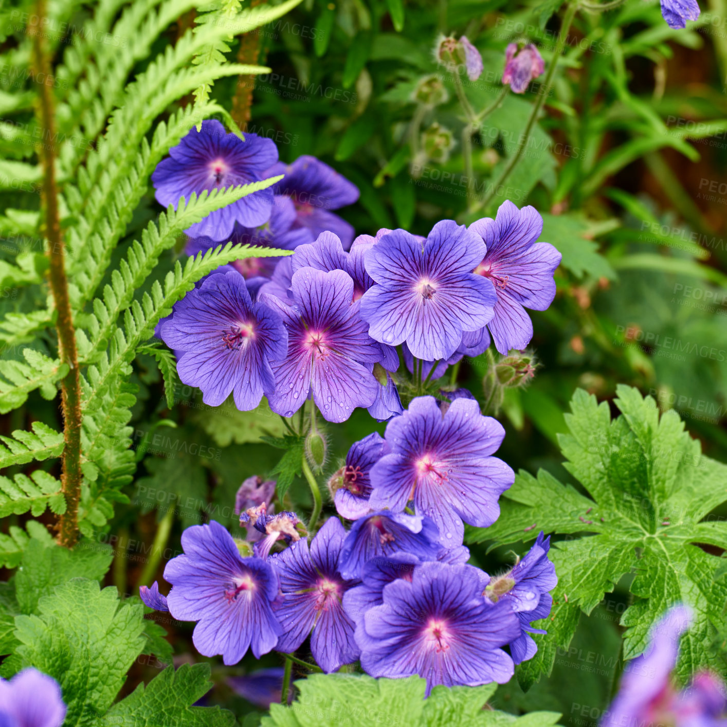 Buy stock photo Meadow cranesbill, flower and plant in garden for growth, blossom and ecology outdoor. Purple, floral leaves and geranium petals in nature with morning dew, water drops and natural texture in spring