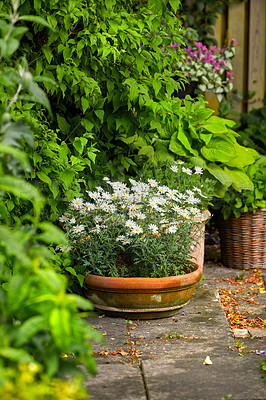 Buy stock photo Garden, outdoor and vase with flowers, leaves and plants in nature, growth and wellness of floral. Green, eco friendly and    color of petal, sprout and sustainability of botanical and small business