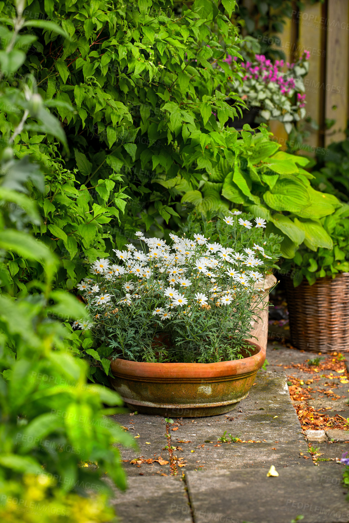 Buy stock photo Garden, outdoor and vase with flowers, leaves and plants in nature, growth and wellness of floral. Green, eco friendly and    color of petal, sprout and sustainability of botanical and small business