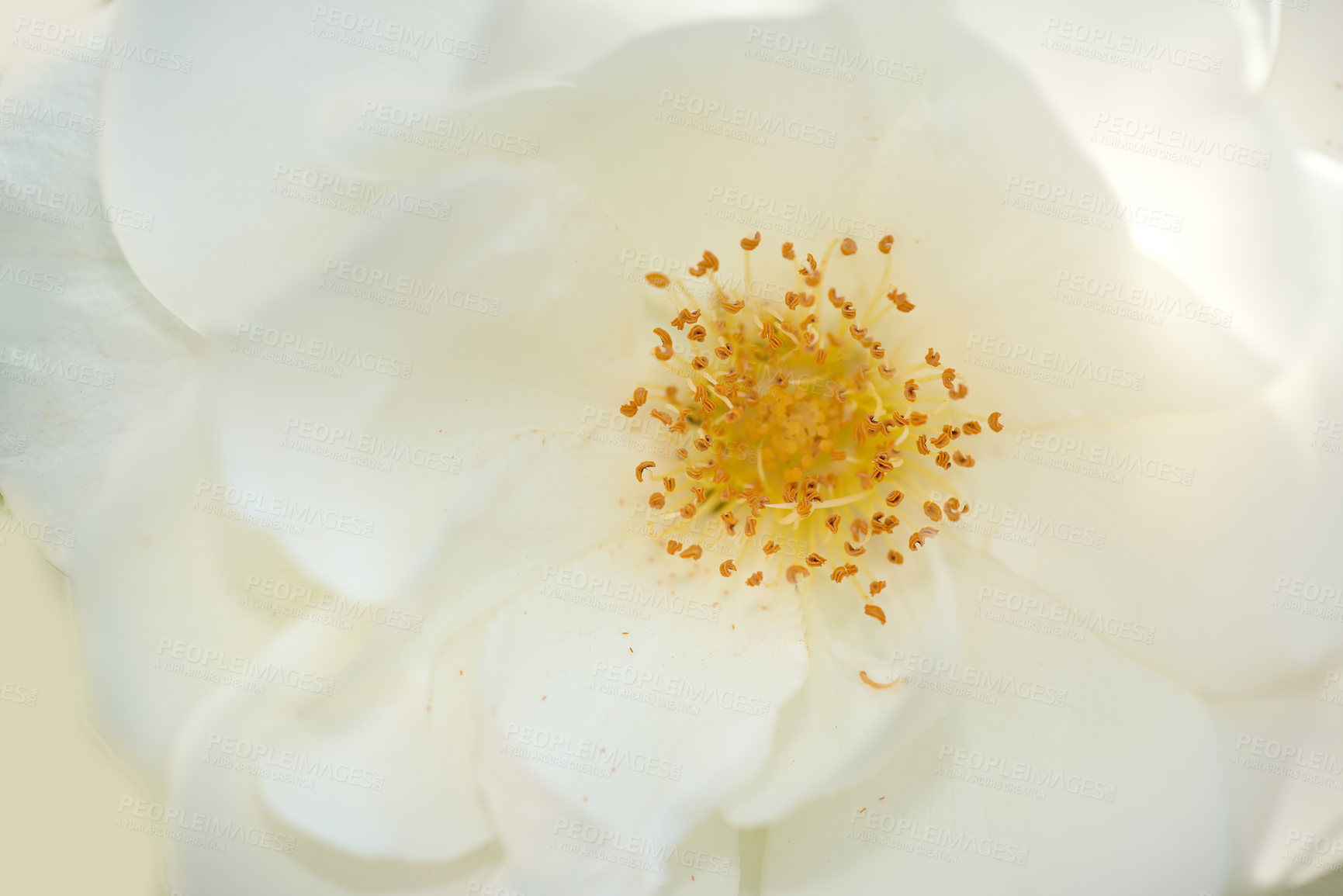 Buy stock photo Closeup, white flower and rose in nature with growth and blossom in garden. Floral, plant and macro of pistil for botany, petal pattern and natural texture for ecology with stamens in spring