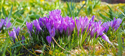 Buy stock photo A close-up photo of beautiful crocus