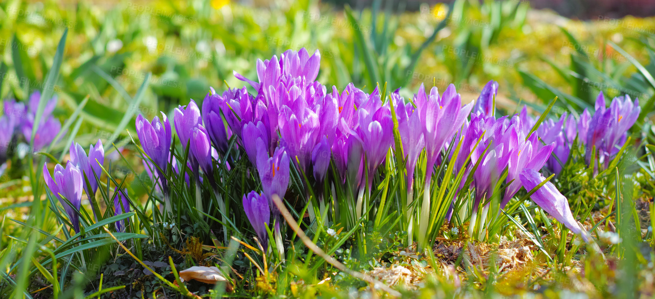 Buy stock photo A close-up photo of beautiful crocus