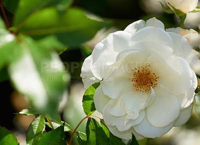 Buy stock photo Outdoor, roses and organic with nature for sustainability, environment and ecology with growth. Forest, white flower and fresh plant with floral, conservation and biodiversity for blossom at park