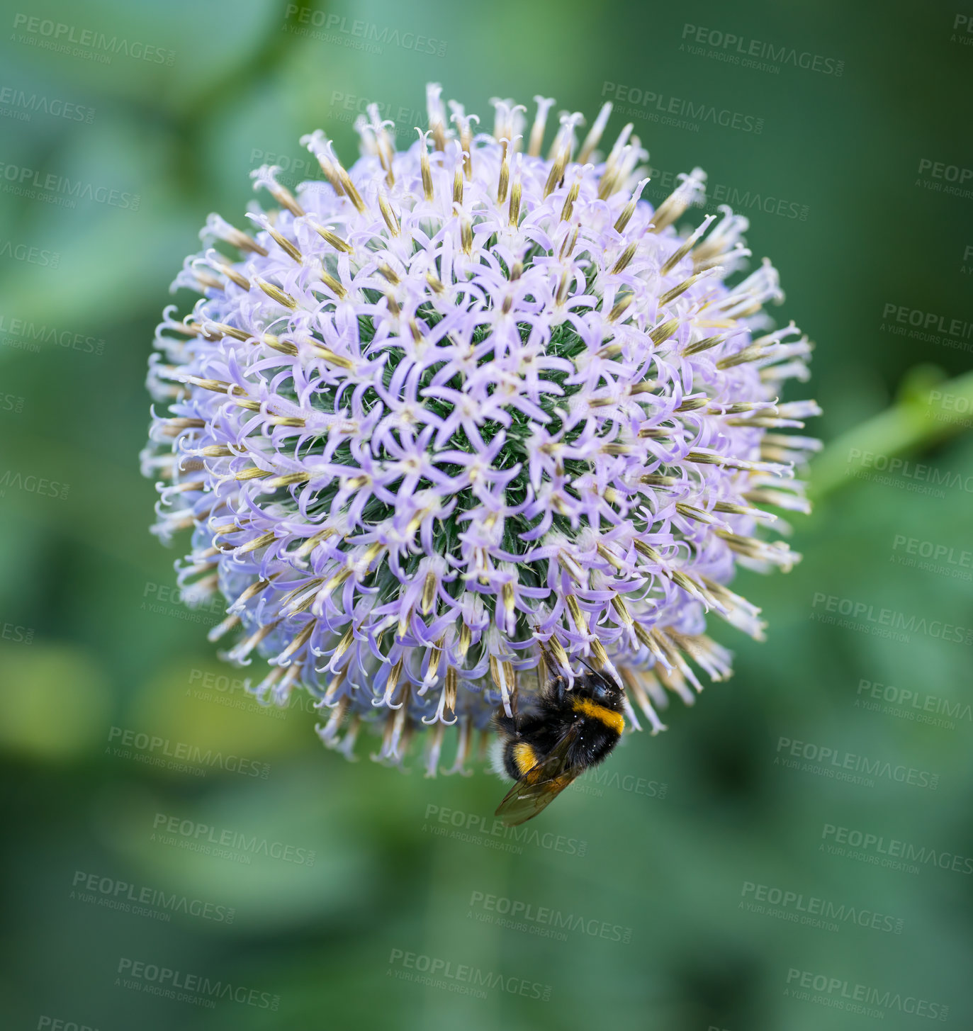 Buy stock photo Garden, flowers and bees with nature for environment, sustainability and food with ecology. Forest, fresh plants and closeup with floral, conservation and biodiversity for blossom at park and organic