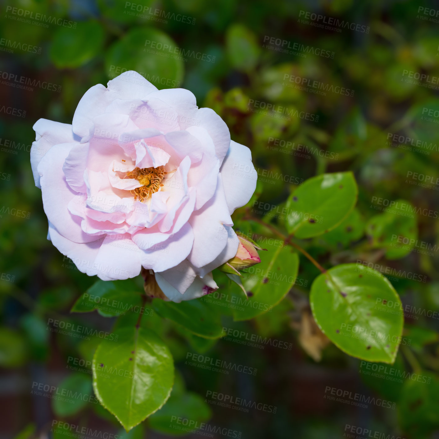 Buy stock photo Summer, blossom and environment with rose in garden for sustainability, ecology and conservation. Pink, petal and leaves with flower in nature for floriculture, ecosystem and growth of floral plant