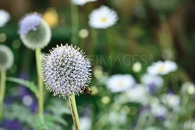 Buy stock photo Bee, flowers and organic with nature for environment, sustainability and ecology with growth. Outdoor, fresh plants and blue with floral, conservation and biodiversity for blossom at park