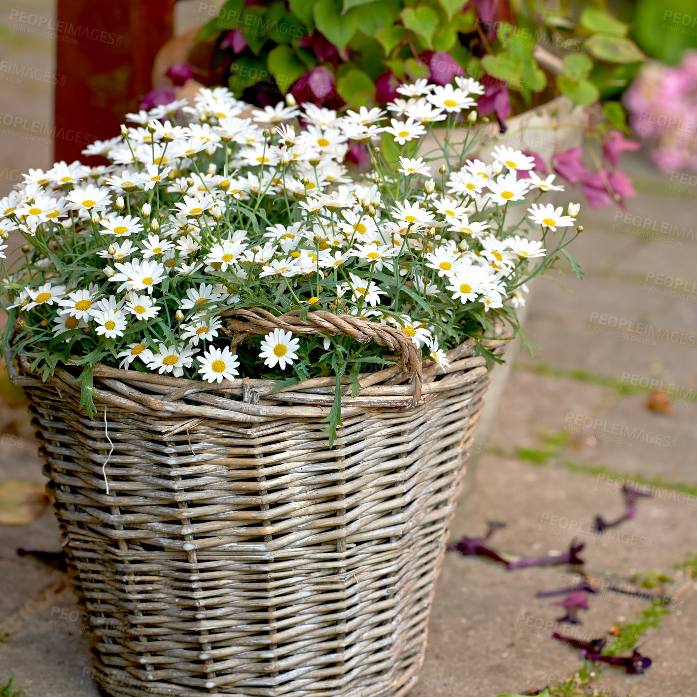 Buy stock photo Garden photos - the beautiful Daisy - Marguerite. Decoration