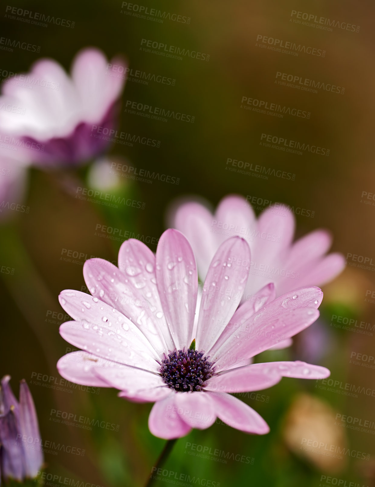 Buy stock photo The daisy-like composite flower consists of disc florets and ray florets, growing singly at the end of branches or sometimes in inflorescences of terminal corymbose cymes. The ray florets are female and are found diverse colors such as white, cream, pink, purple, mauve to yellow. Latin: Osteospermum