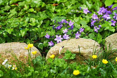 Buy stock photo Flowers, rocks and plants in spring garden with grass, morning growth and calm outdoor environment. Blossom, field and nature with wildflowers in backyard, countryside and stones with floral bush