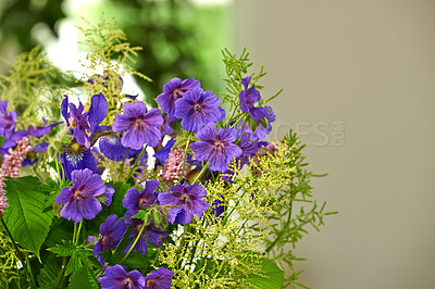 Buy stock photo Purple cranesbill, flower and plant outdoor for growth, blossom and ecology in backyard garden. Meadow, floral leaves and geranium petals in nature for decoration, botany or natural texture in spring