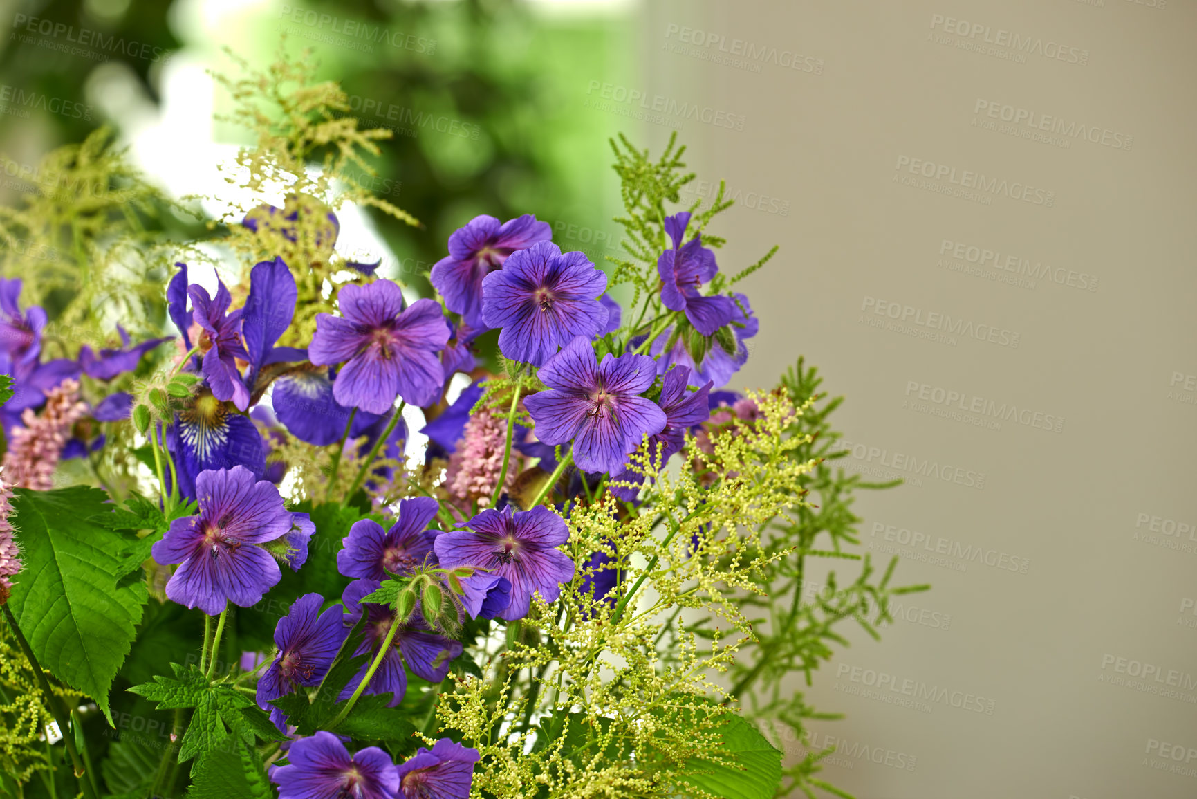 Buy stock photo Purple cranesbill, flower and plant outdoor for growth, blossom and ecology in backyard garden. Meadow, floral leaves and geranium petals in nature for decoration, botany or natural texture in spring