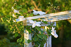 Beautiful budding flowers