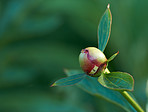 Beautiful budding flowers