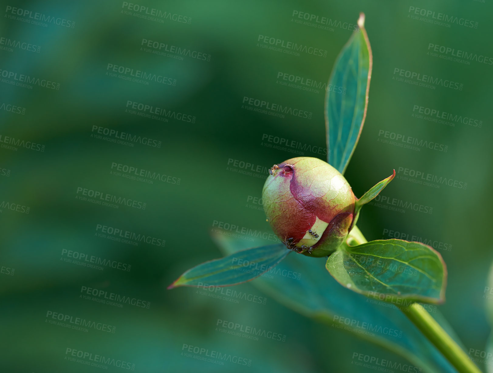 Buy stock photo Flowers, nature and peony bud in spring for bright colorful space in season, outdoor and garden. Sustainability, earth and texture with plants as botany, blossom and floral wallpaper for background